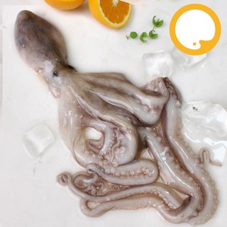 바다받아 어획후 바로 얼린 활낙지 업소용, 4마리 (200/300) 850g, 6개