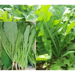 알뜰농장 전라도 싱싱한 김치용 열무 최상품 4kg내외, 1개