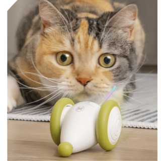 알리깔리 고양이 자동 장난감 악동 쥐돌이 플러스 초록 1개 상품 이미지