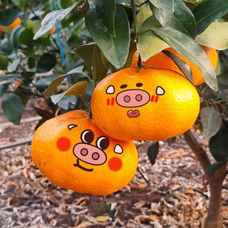 아기귤돼지 오늘출발 하는 제주 볼빨간 레드향, 1박스, 2.5kg(대과볼빨간레드향선물)