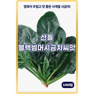 산들 블랙썸머 시금치씨앗 1000립 아주 맛 좋은 사계절용 소량 시금치씨 종자, 1개
