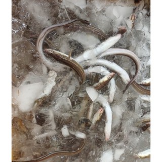 (금손월드)통영 손질바다장어(대) 2kg (산지직송), 1개