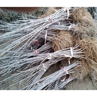 1년생 50cm 토종 오가피나무 묘목 – 1개 1년생 50cm 토종 오가피나무 묘목 – 1개