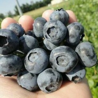 [신선팜] 국내산 햇 블루베리 생과, 1박스, 250g(14-18mm)