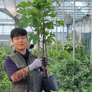 무화과나무묘목 바나네 3년생 포트 결실주 승정도후인, 무화과3년(포트)바나네