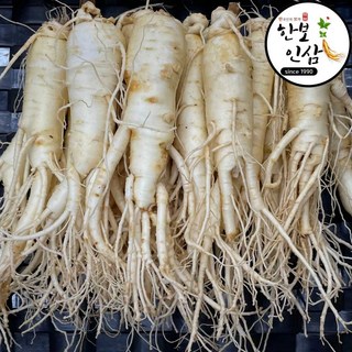 6년근 풍기 인삼 1kg 세척 수삼 인삼 황삼 풍기인삼시장 한보인삼사, 1개