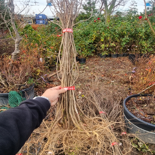 산초나무 상품 이미지