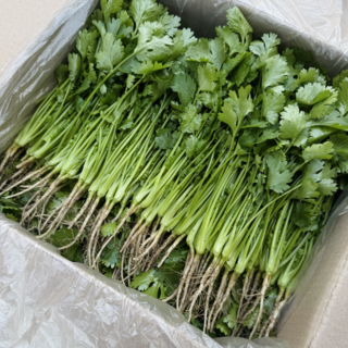 [달콤밥상 고수] 강원도 철원 산지직송 고수, 1개, 500g