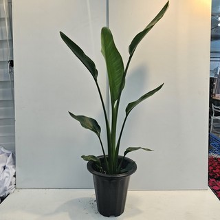 [하늘꽃농원] 공기정화식물 여인초 대품 1개 상품 이미지