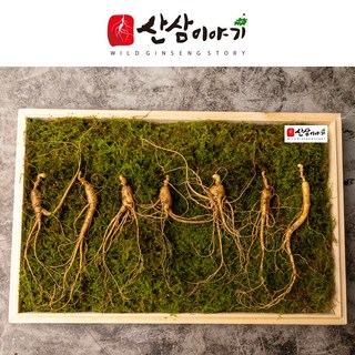 장뇌삼 7년근
