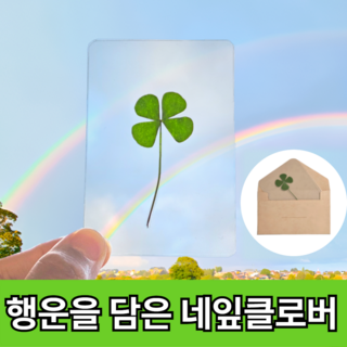 루네아 행운가득 네잎클로버 코팅 카드 생화 4개 상품 이미지