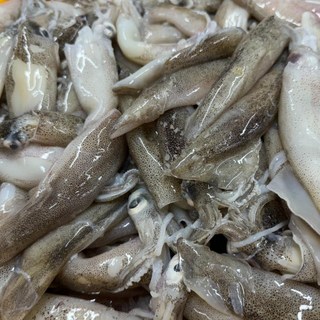 자연산 생물 급냉 총알한치