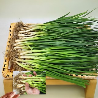 부드러운 국내산 자연 그대로 자란 흙 쪽파, 1개, 1kg