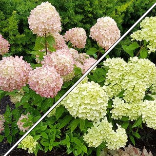 목하원예조경 유럽목수국 (리틀라임) 개화주 P9포트묘