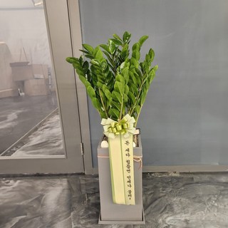 [꽃썸플라워] 개원 개업 축하화분 당일배송 사무실이전 카페 오픈 개업화분 금전수 돈나무, 1개
