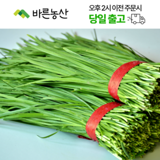 바른농산  당일수확 국내산 부추 묶음 (1단 500g~600g), 2개, 500g 쿠팡채소부추