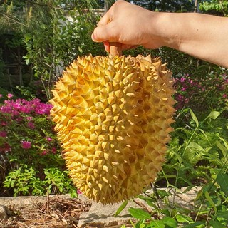 100% 생두리안 태국 항공직송 통 두리안 생과, 1kg~1.5kg(1~2수), 1개