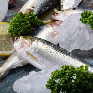 통영직송 자연산 가을 전어 전어회 1kg, 전어 1kg(구이용)