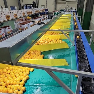 [주문전 상품 상세페이지 확인] 제일참청과 성주참외, 1개, 10kg 못난이랜덤