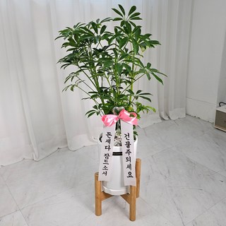앤드플라워 택배발송 중형 화분세트 + 우드스탠드 + 리본글씨 + 식물가이드 금전수 개업화분 실내공기정화식물, 10.홍콩야자(67cm)우드스탠드, 1세트