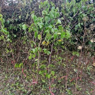 대추나무 상품 이미지