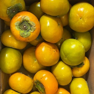 경남 산지직송 햇 단감 당도보장 가정용 흠과, 1개, 2kg 중소과