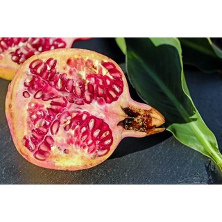 왕석류묘목/석류묘목/석류/큰석류(YI), 1개