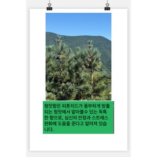 청잣, 6개, 200g