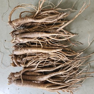 도라지 세척도라지 햇도라지 국산 영주, 1개, 흙약도라지(중) 2kg