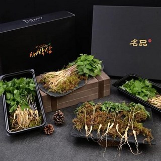 스마트팜에서 재배한 새싹 인삼, 50개, 30g 새싹산삼