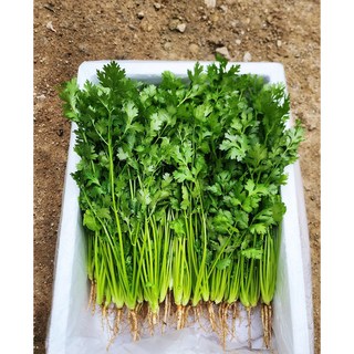 채소명가 운악의 뜰 신선한 향신료 포천 고수나물 500g 1kg, 1박스