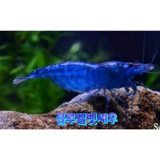 블루벨벳새우