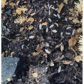 등각류 드워프 화이트 상품 이미지