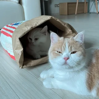 강아지 고양이 숨숨집 팝콘봉투 종이봉투 주머니 바스락 캣터널 장난감, 30개