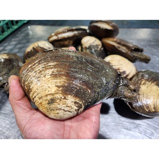 거제도 코끼리조개