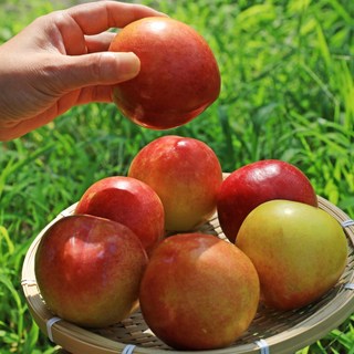 초고당도 하우스 자두 최상급 햇자두 디아머스, 1박스, 1kg (중소과 30~40과)