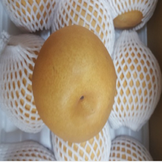[한정판매] 25년 수확 달고 시원한 나주배 꿀배 3kg 5kg 가정용 선물용 못난이배 원황배 나주배가정용 신고배 흠집배 배 나주배 가정용 못난이 배, 1개, 5kg(8~10과)