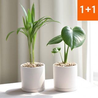 1+1 공기정화식물 몬스테라 아레카야자 인테리어식물 몬스테라+아레카야자(세라믹원형11호 세트) 1세트 상품 이미지