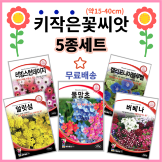 선물) 모순 + 도시와 그 불확실한 벽 세트 10 키작은 꽃씨 5종세트 물망초 버베나 알리섬 리빙스턴데이지 캘리포니아블루벨 꽃씨앗 봄꽃 여름꽃 가을꽃 파종 주주씨앗, 1개
