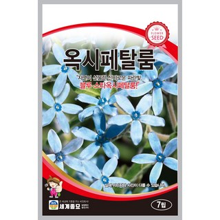 옥시페탈룸 7립 / 씨앗 종자 화단 정원 조경 꽃씨 특이한꽃 허브 관상용 야생화 절화용 파란꽃 유럽꽃, 1개