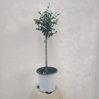 토피어리 미남형 올리브나무 중품 40-60cm 105, 1개, (수형,기본포트)랜덤 발송