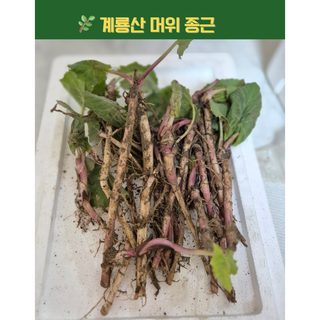 [행복밥상] 머위 종근 머위 모종 머위 뿌리 (계룡산) 5촉, 1세트
