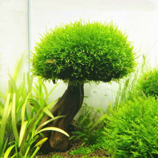 어항 활착 모스 음성수초
