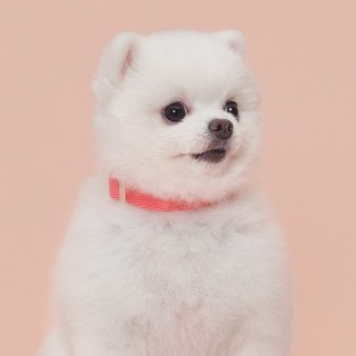 슈퍼펫 강아지 코튼 목줄 소형견 중형견 산책 개목줄 목걸이 순면100%, 코랄, 1개