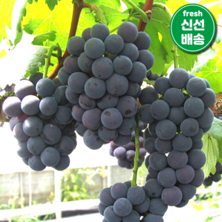 [신선댁] 재구매율 1위!! 당도선별 고당도 거봉 포도, 1박스, 1kg (2송이)