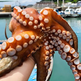 [산지직송] 당일조업 통영 자연산 돌문어, 1kg