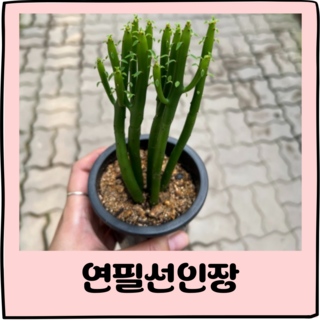 연필선인장 모종 1개 상품 이미지