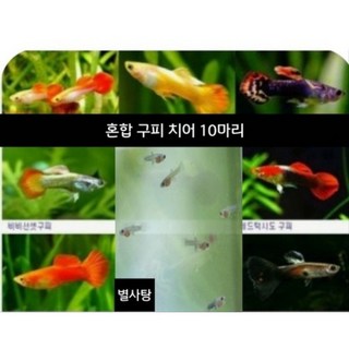 혼합 구피 치어 10마리, 1개