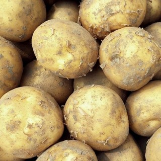 국내산 강원도 수미 하지 감자 햇감자, 1개, 5kg (중)