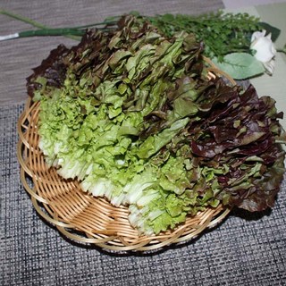적상추 4kg 자연대로팜웨이